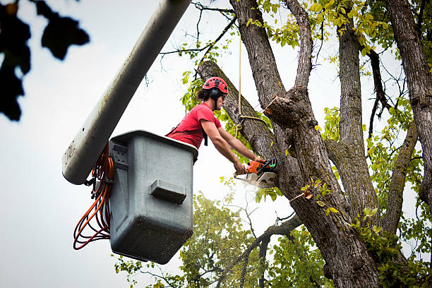 Best Leaf Removal  in Upper Brookville, NY